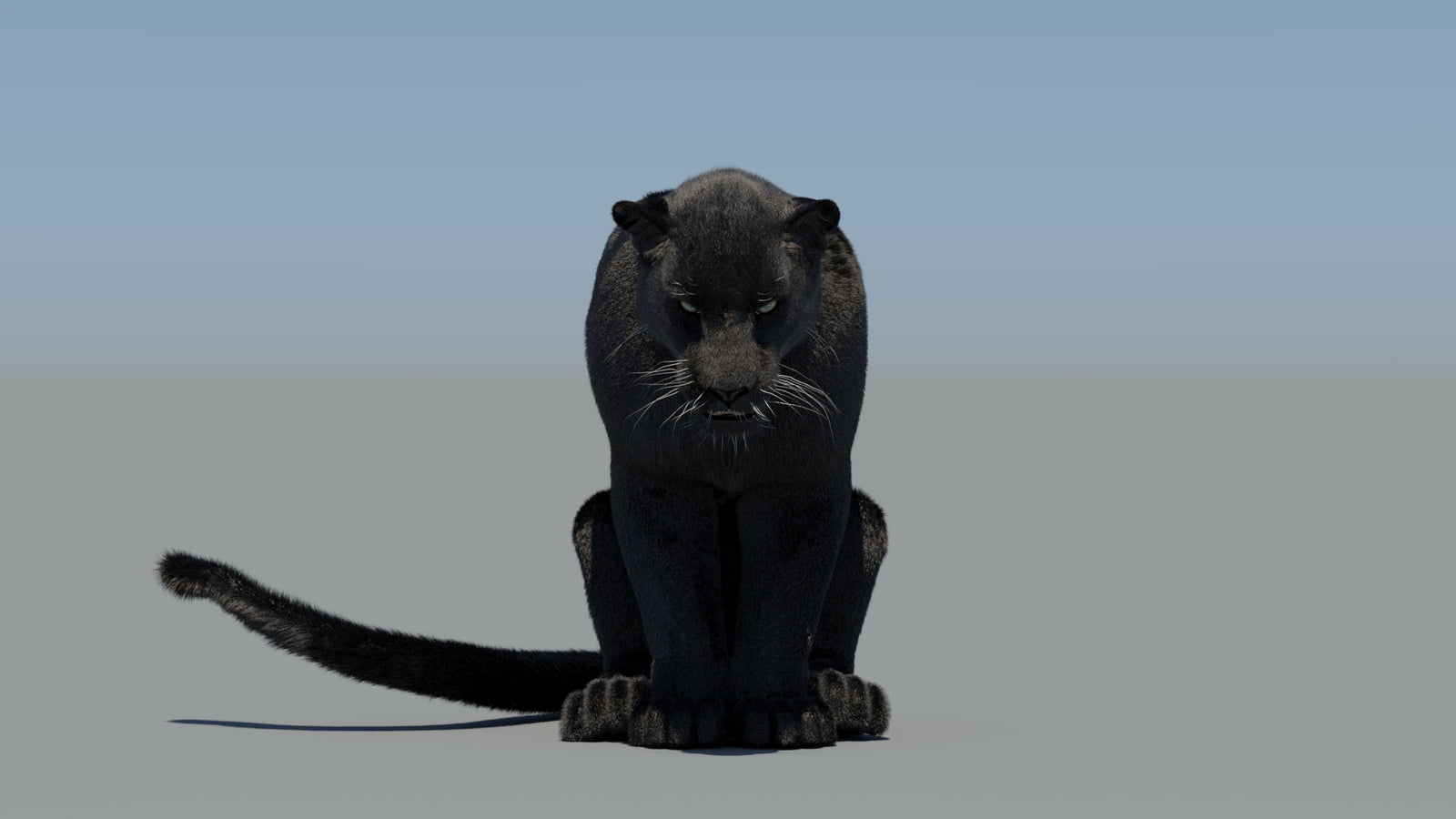 Animated Black Panther 3D Model Fur 360° view 5 frame 60
