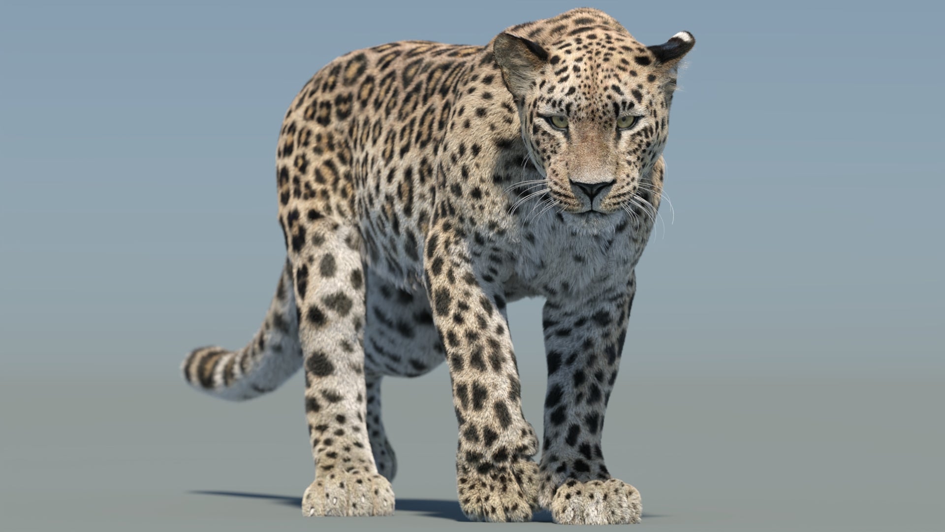 Persian Leopard 3D Model Animated Fur - 360 Degree View