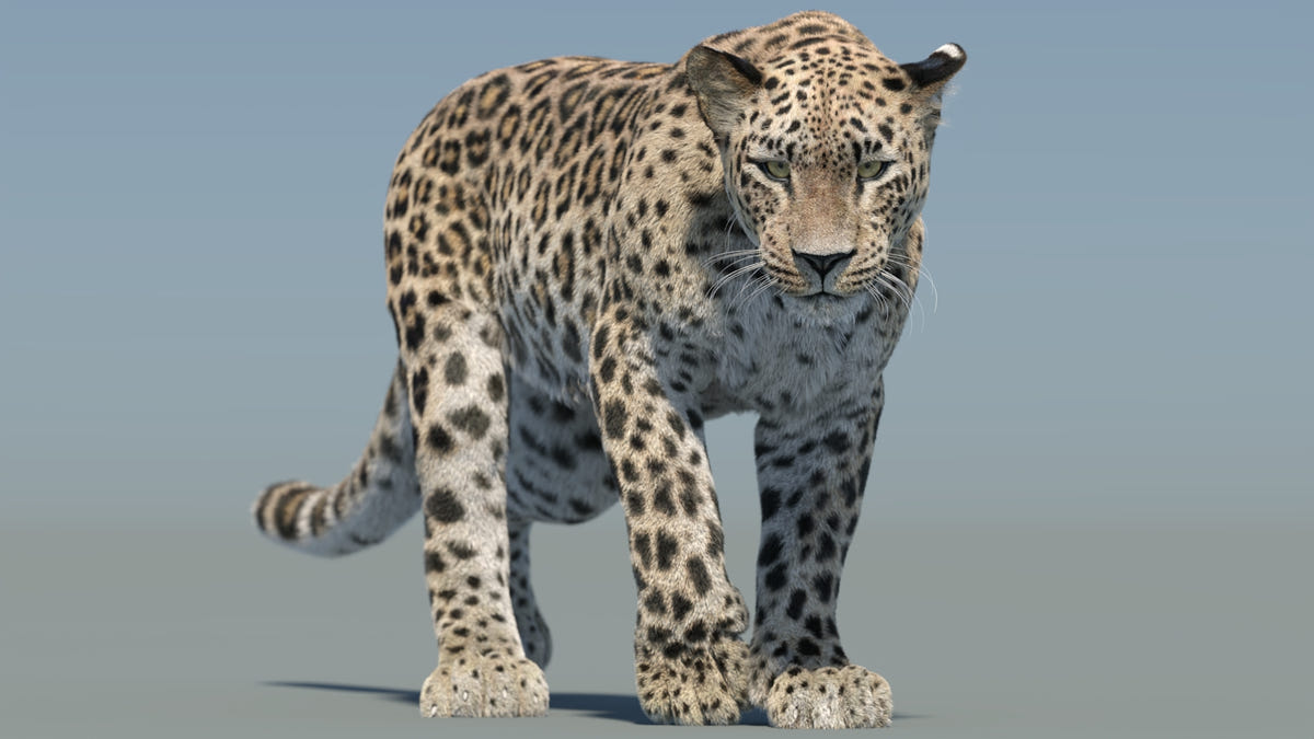Animated Persian Leopard 3D Model Fur - 360 Degree View