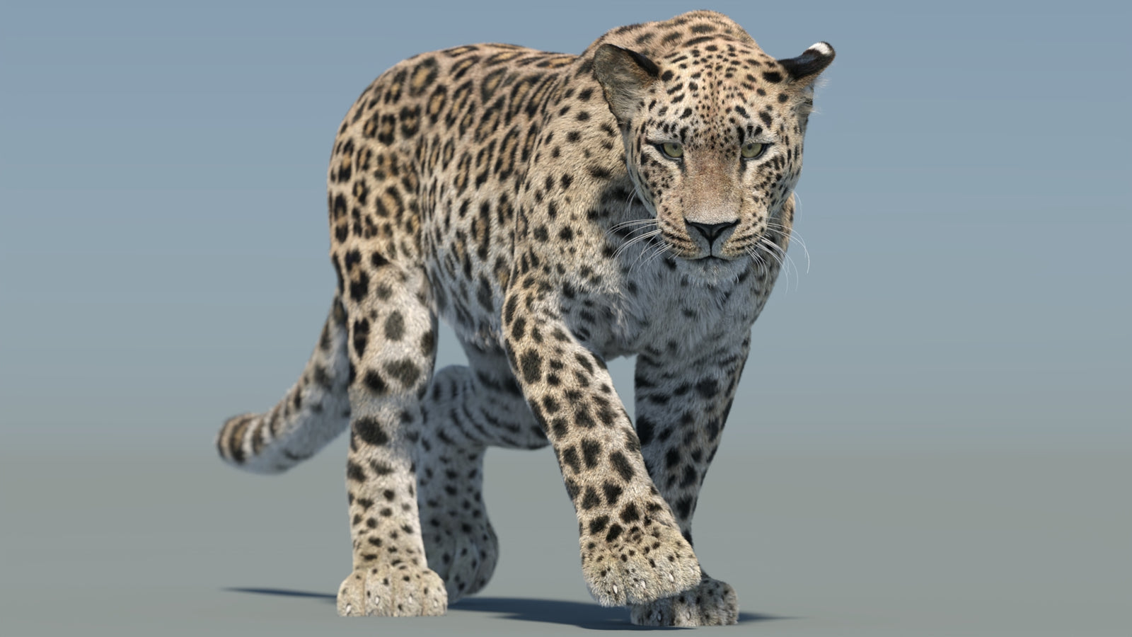 Persian Leopard 3D Model Animated Fur 360° view 2 frame 4
