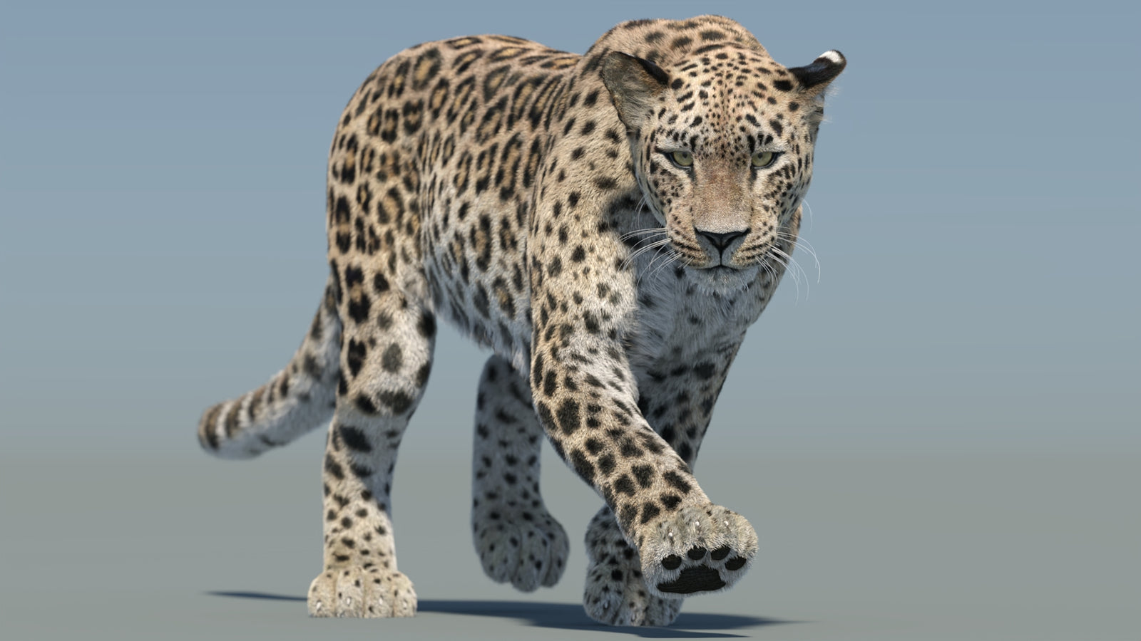 Persian Leopard 3D Model Animated Fur 360° view 2 frame 7