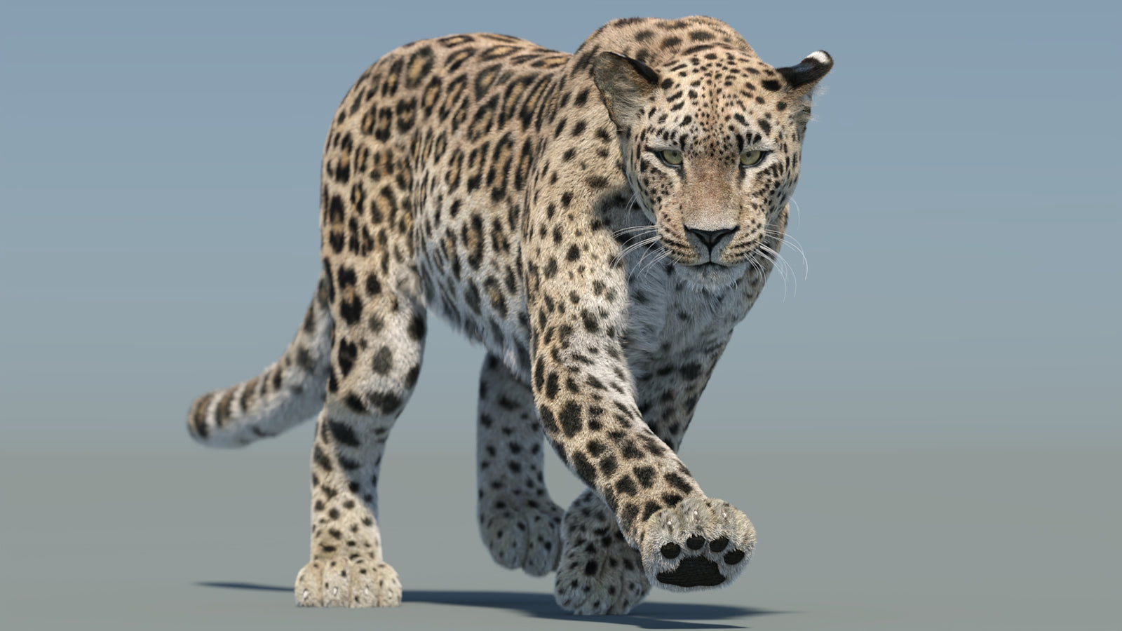 Persian Leopard 3D Model Animated Fur 360° view 2 frame 8