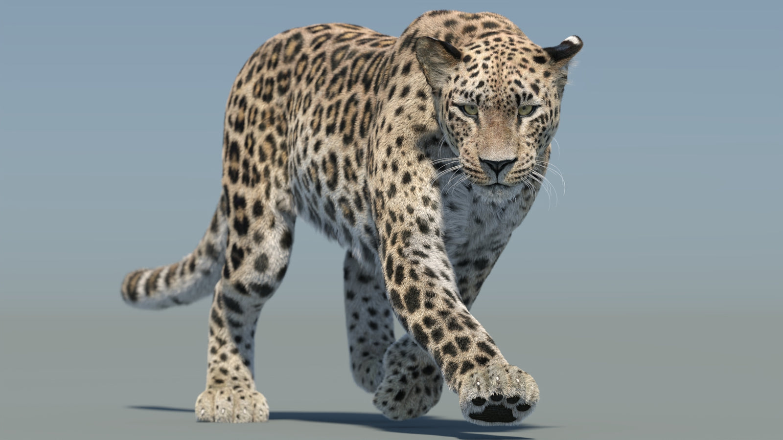 Persian Leopard 3D Model Animated Fur 360° view 2 frame 10