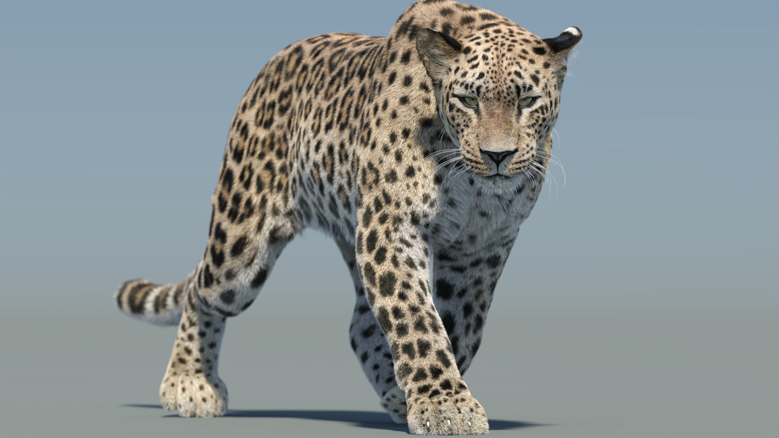Persian Leopard 3D Model Animated Fur 360° view 2 frame 16