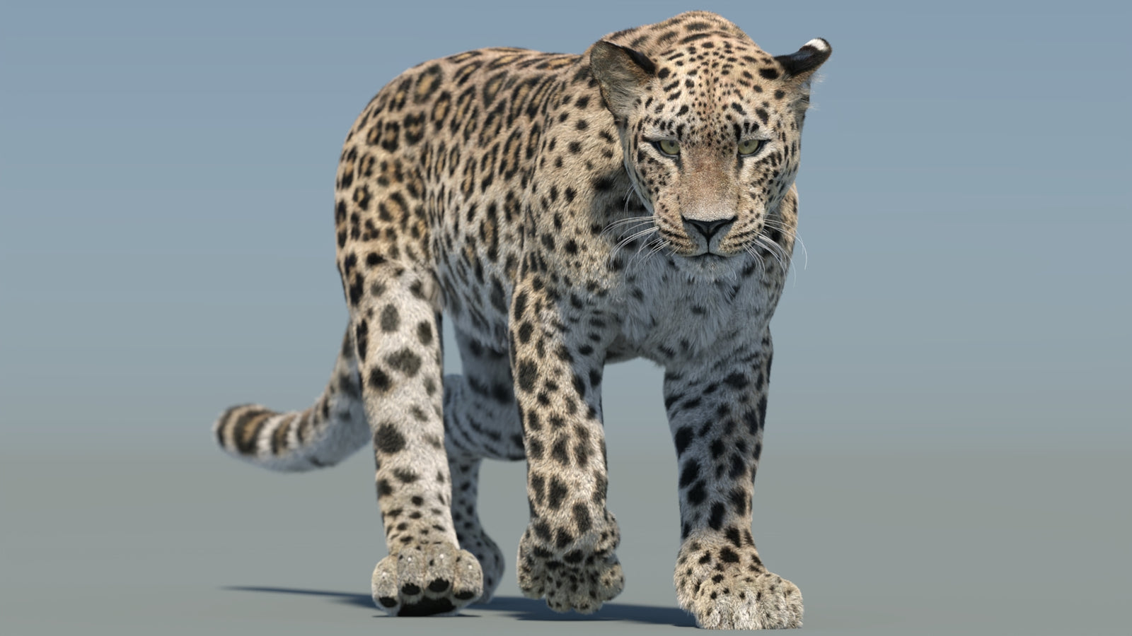 Persian Leopard 3D Model Animated Fur 360° view 2 frame 34