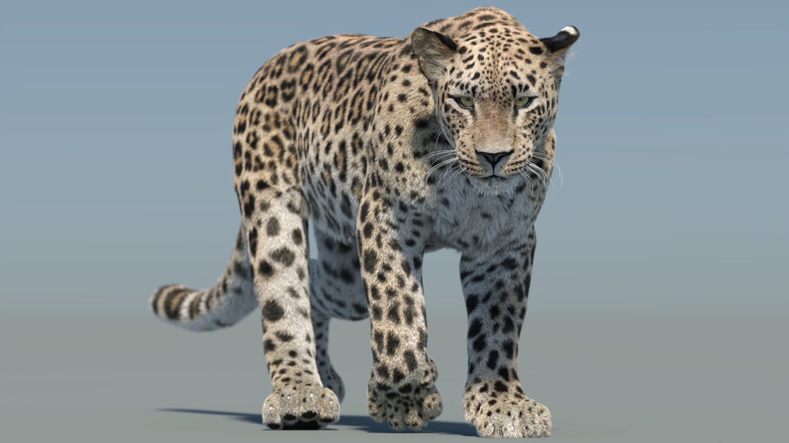 Persian Leopard 3D Model Animated Fur 360° view 2 frame 35