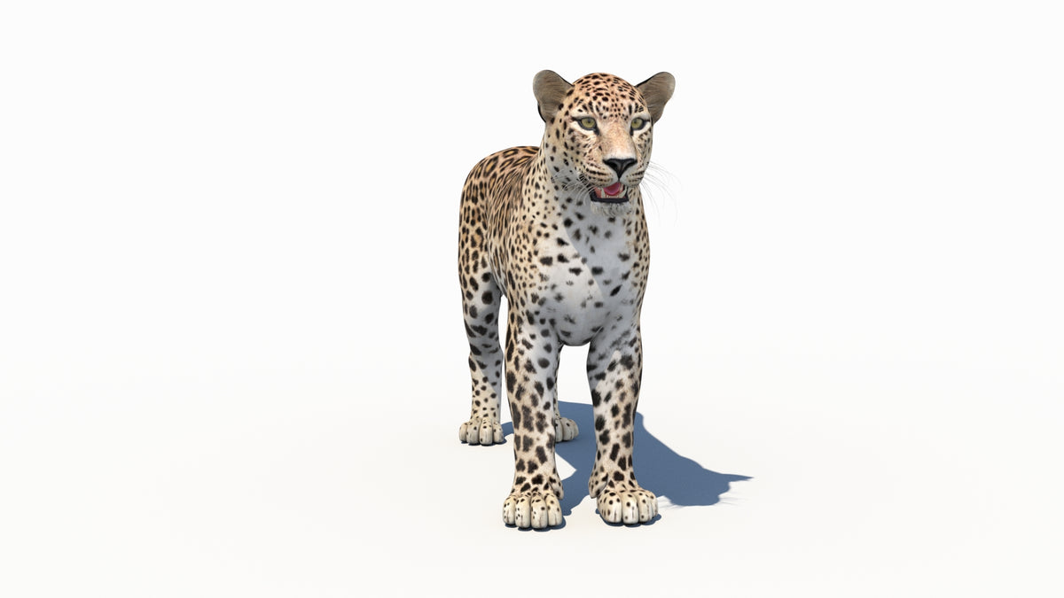 Game-Ready Persian Leopard 3D Model - 360 Degree View