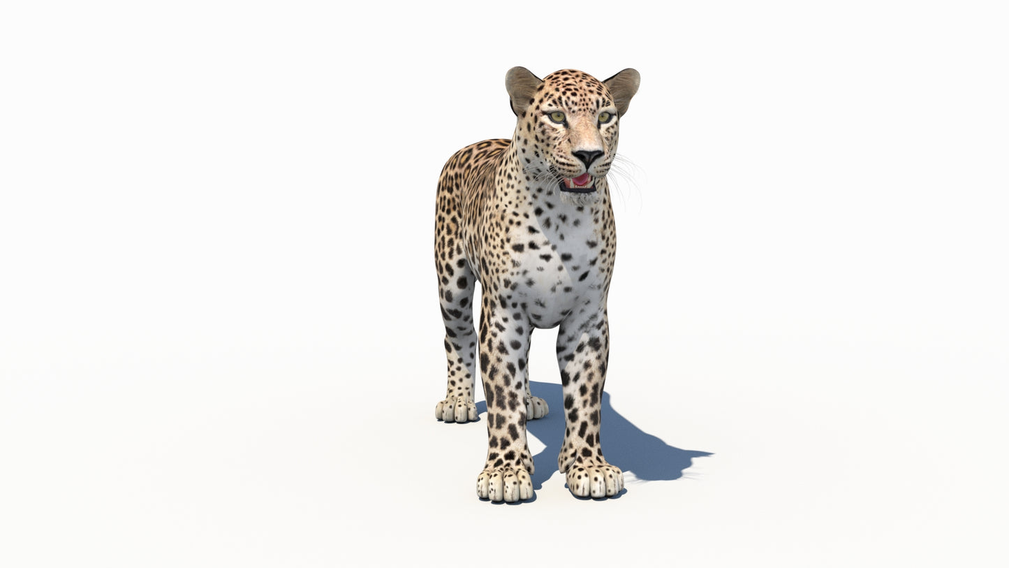 Realistic Persian Leopard 3D Model for Game