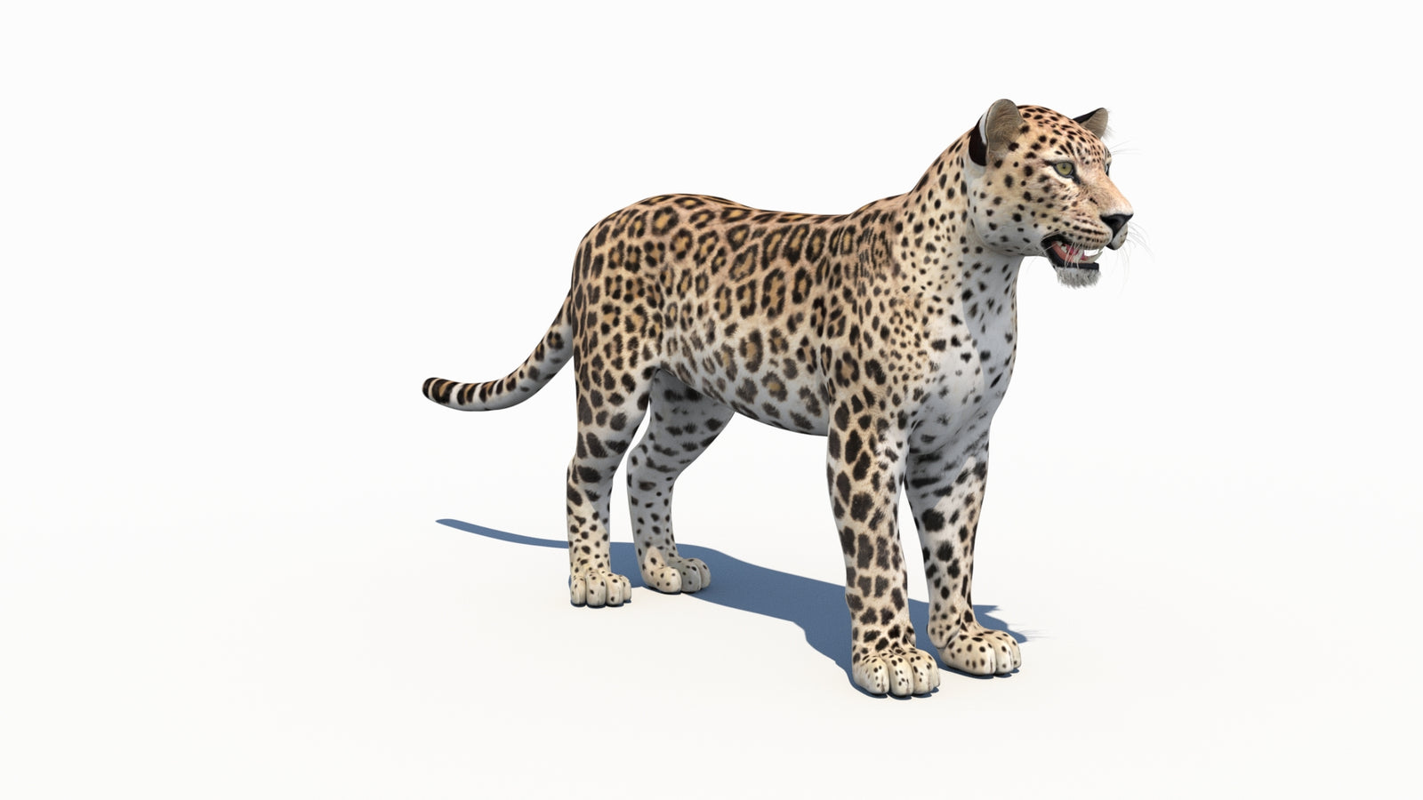 Persian Leopard 3D Model 360° view 1 frame 4