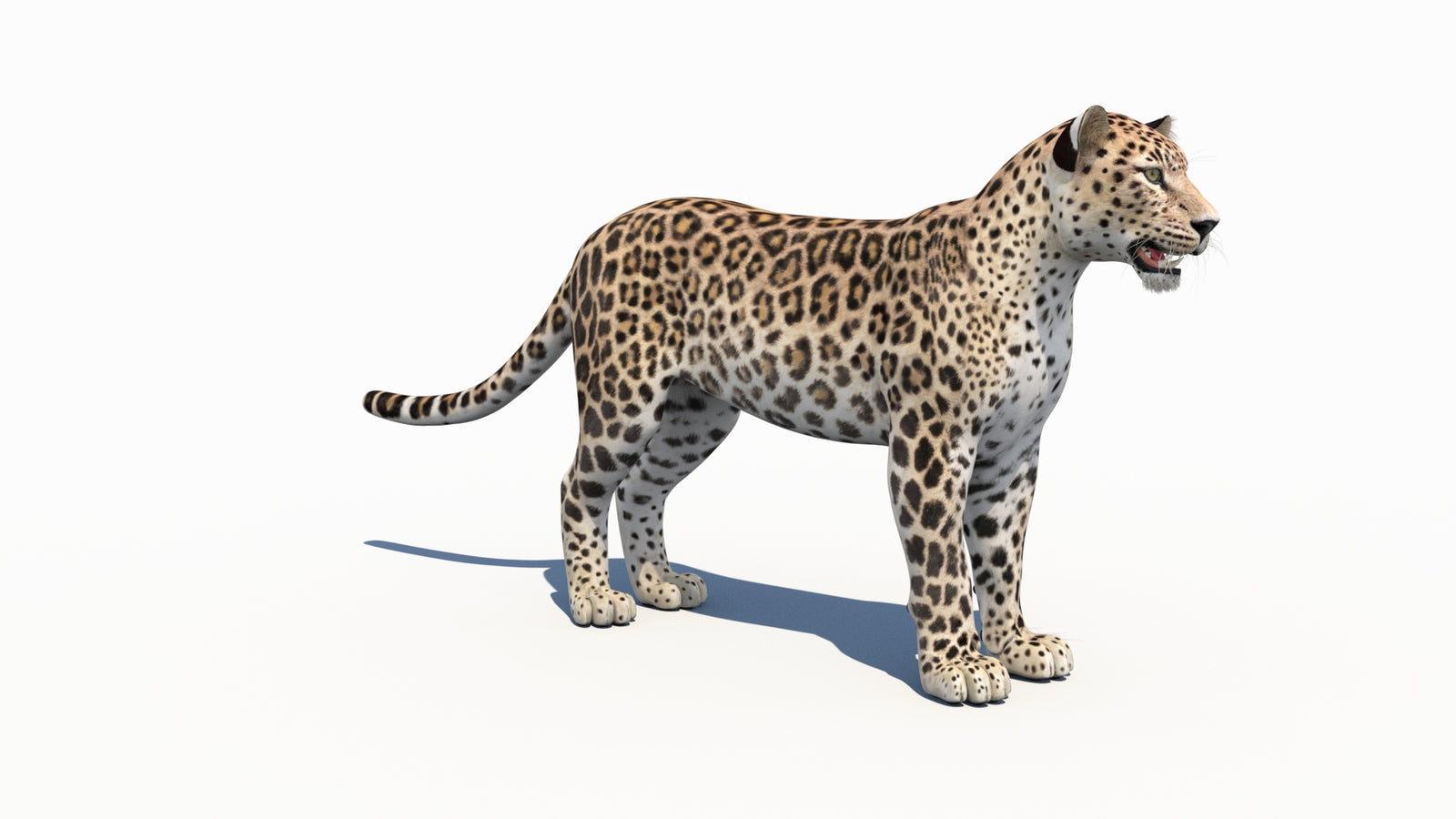 Persian Leopard 3D Model 360° view 1 frame 5