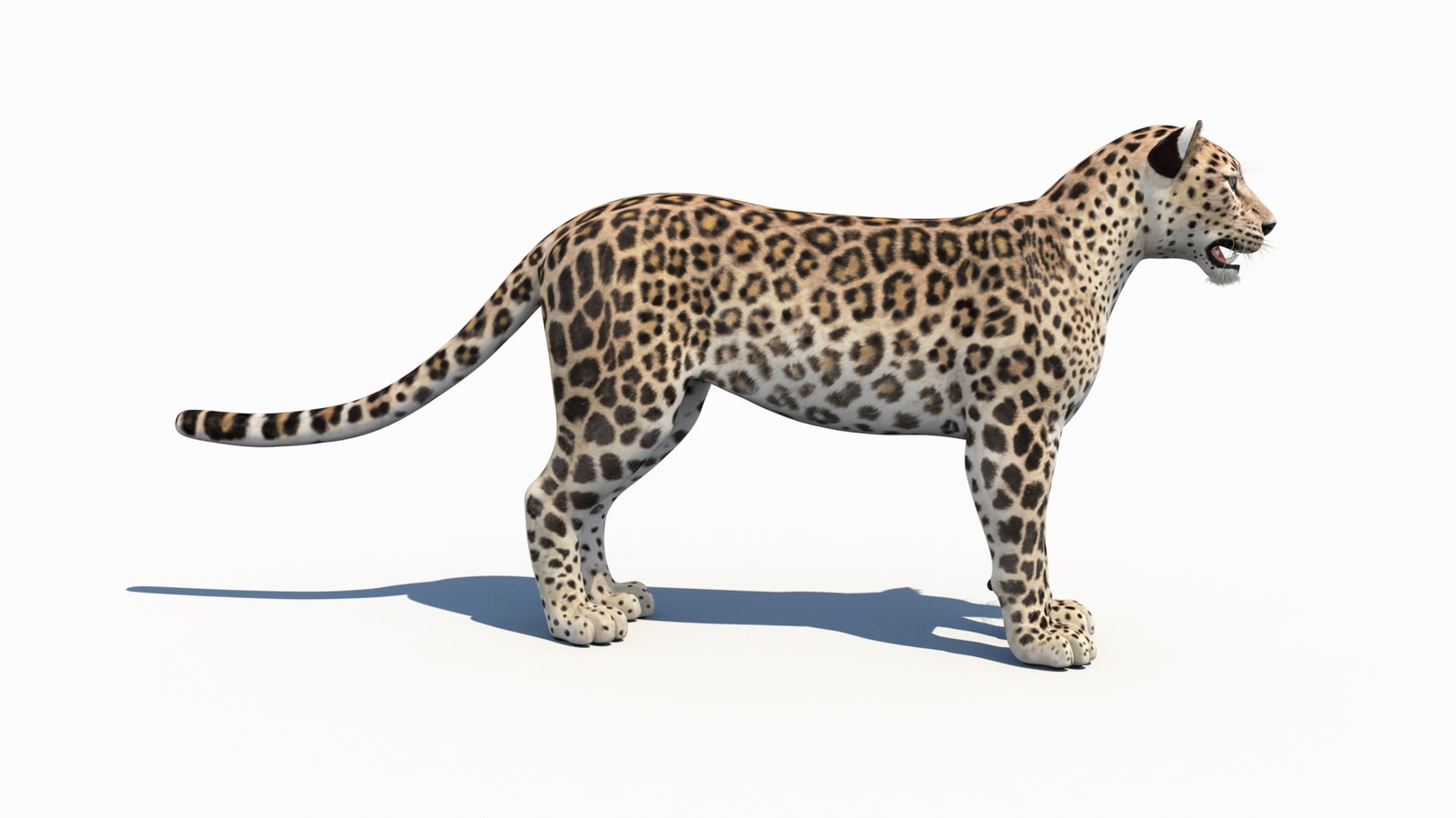 Persian Leopard 3D Model 360° view 1 frame 8