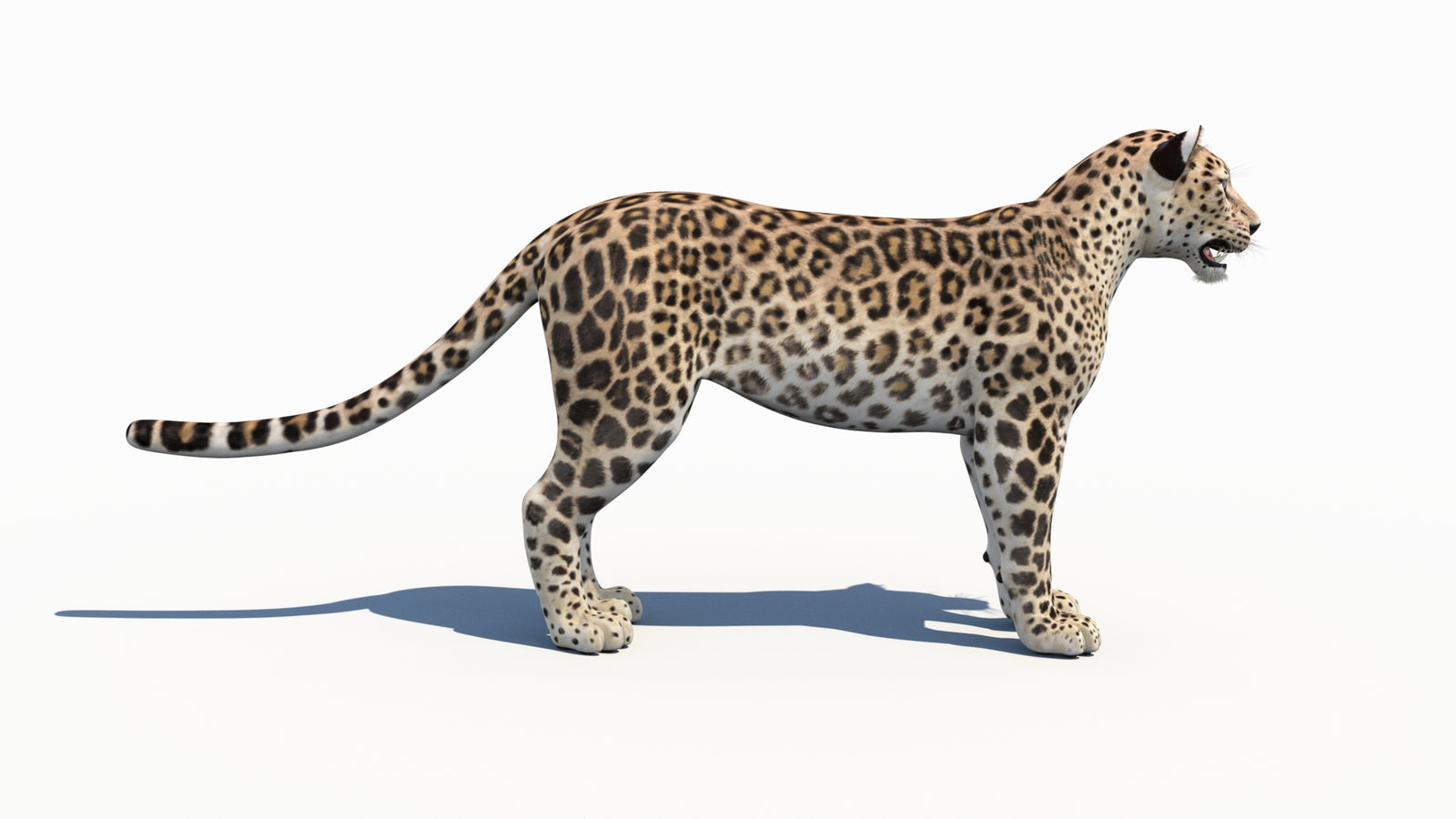 Persian Leopard 3D Model 360° view 1 frame 9