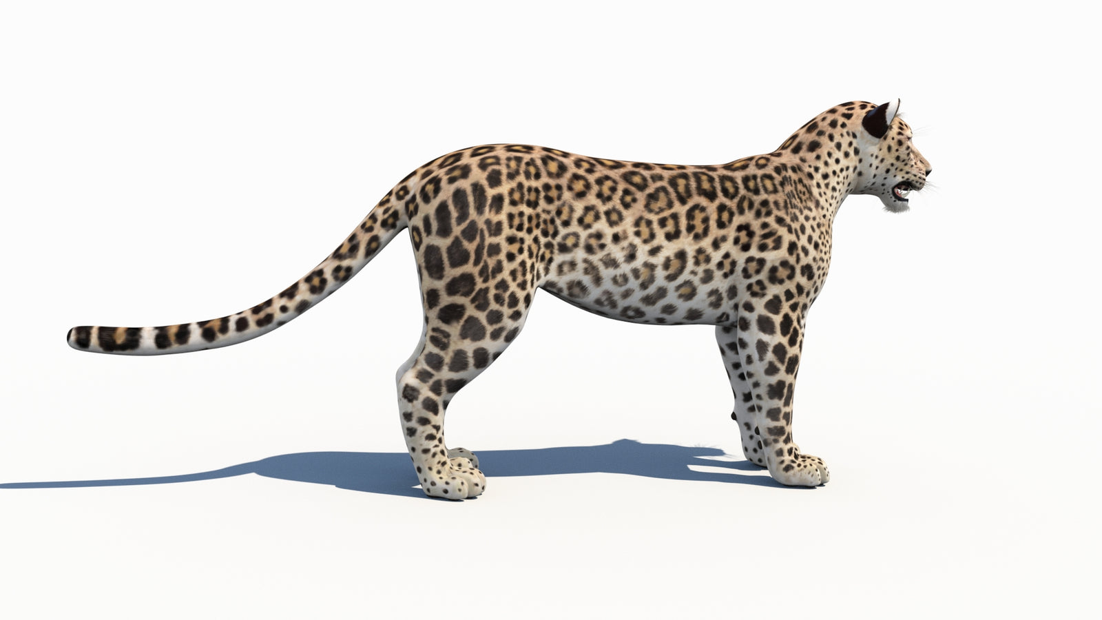 Persian Leopard 3D Model 360° view 1 frame 10