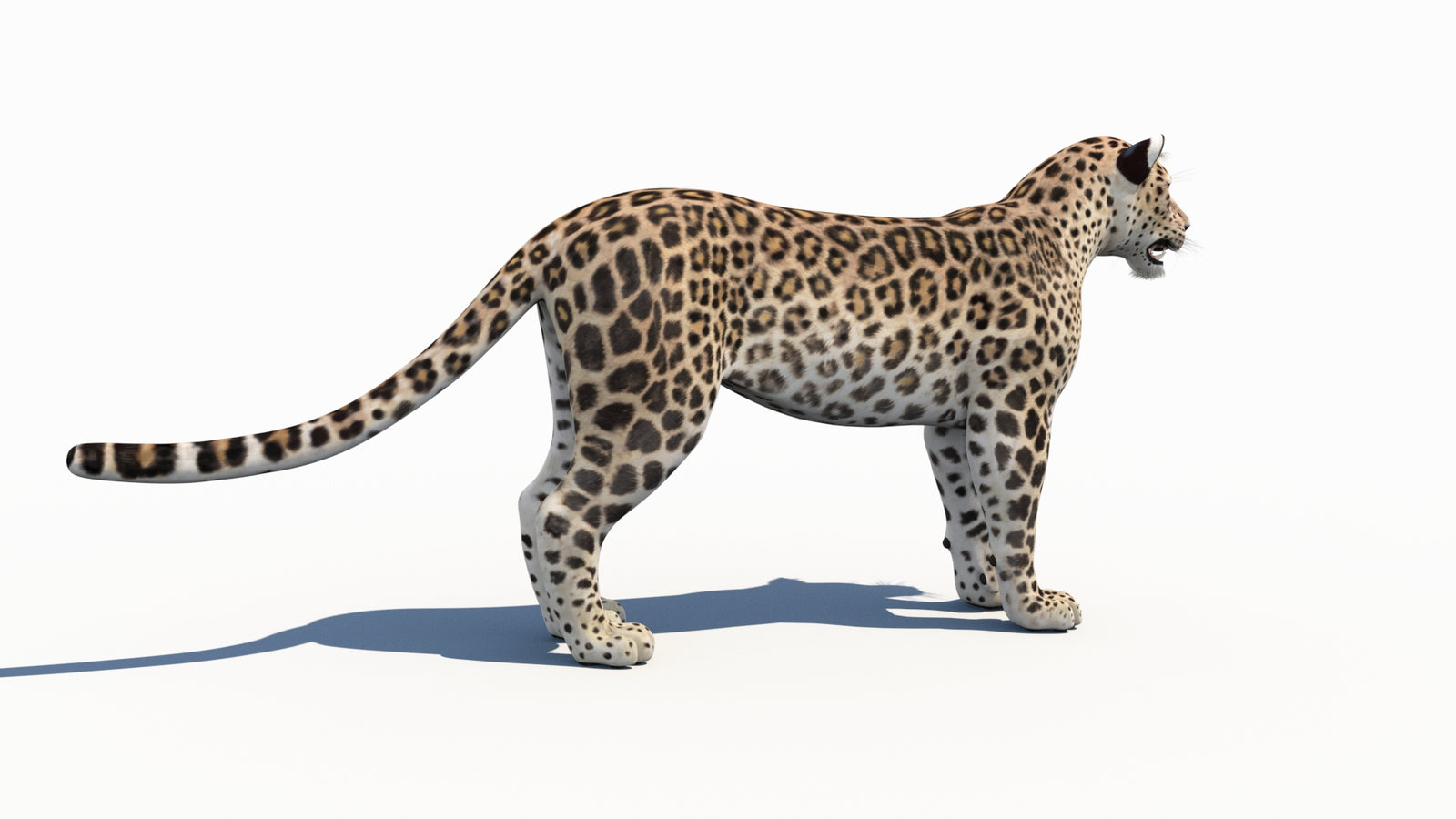 Persian Leopard 3D Model 360° view 1 frame 11