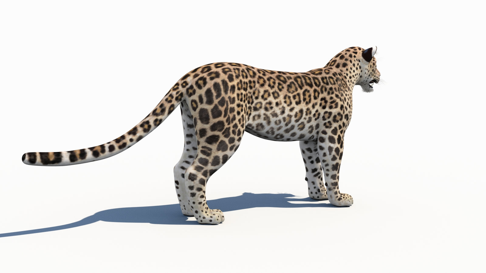 Persian Leopard 3D Model 360° view 1 frame 12