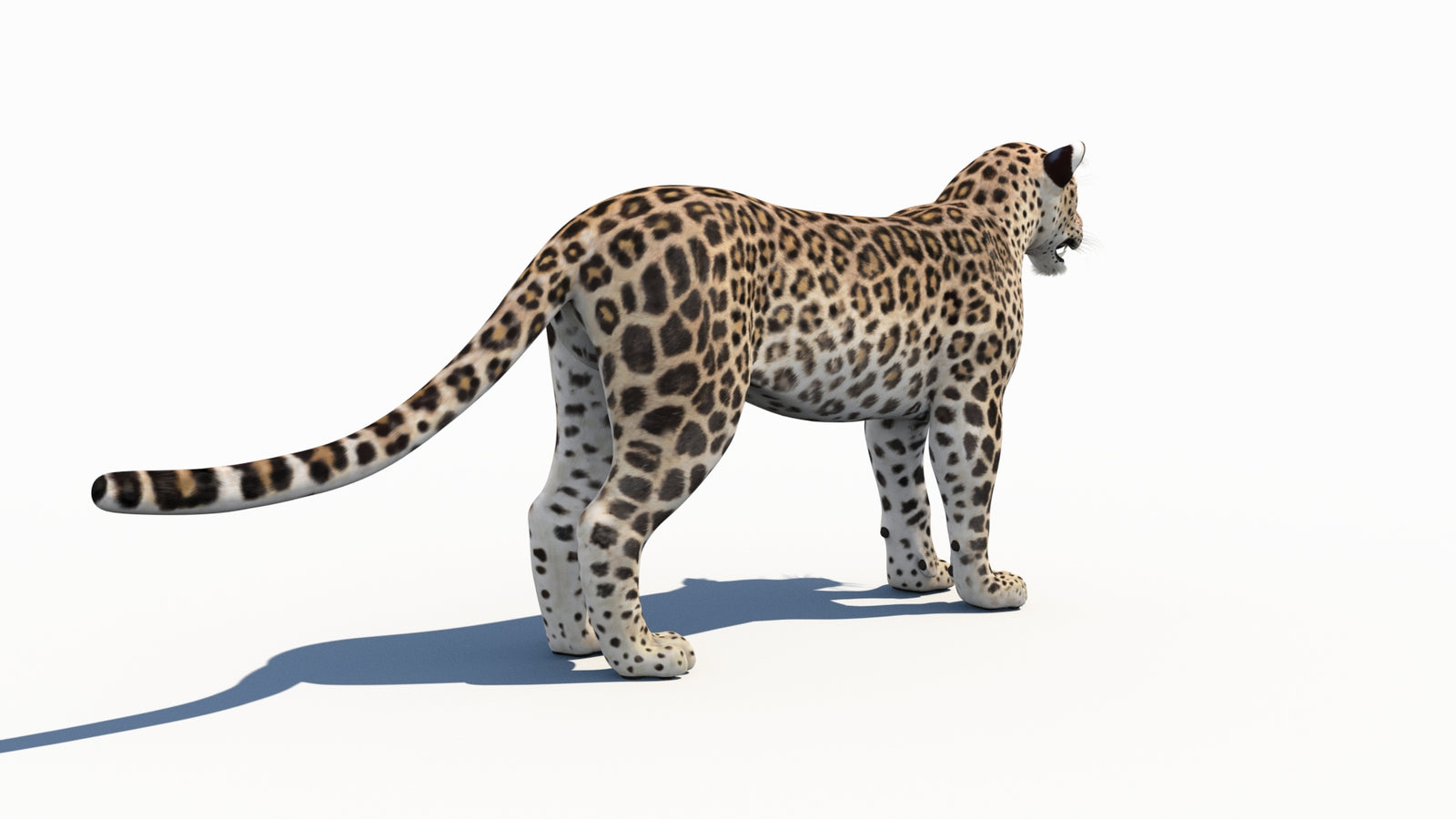 Persian Leopard 3D Model 360° view 1 frame 13