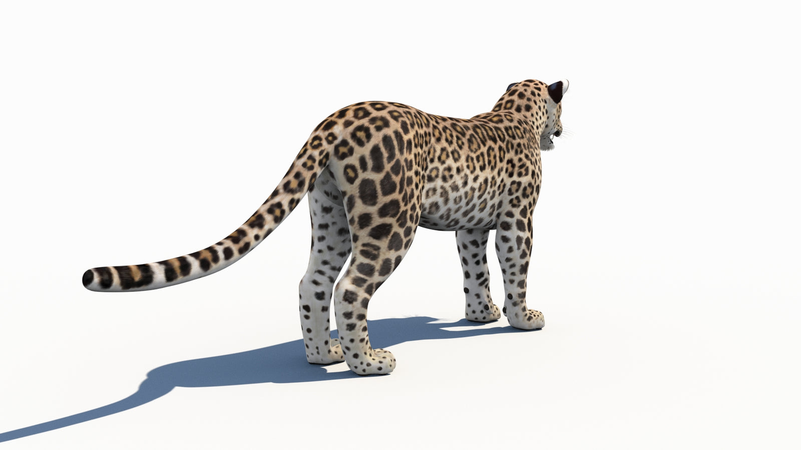 Persian Leopard 3D Model 360° view 1 frame 14