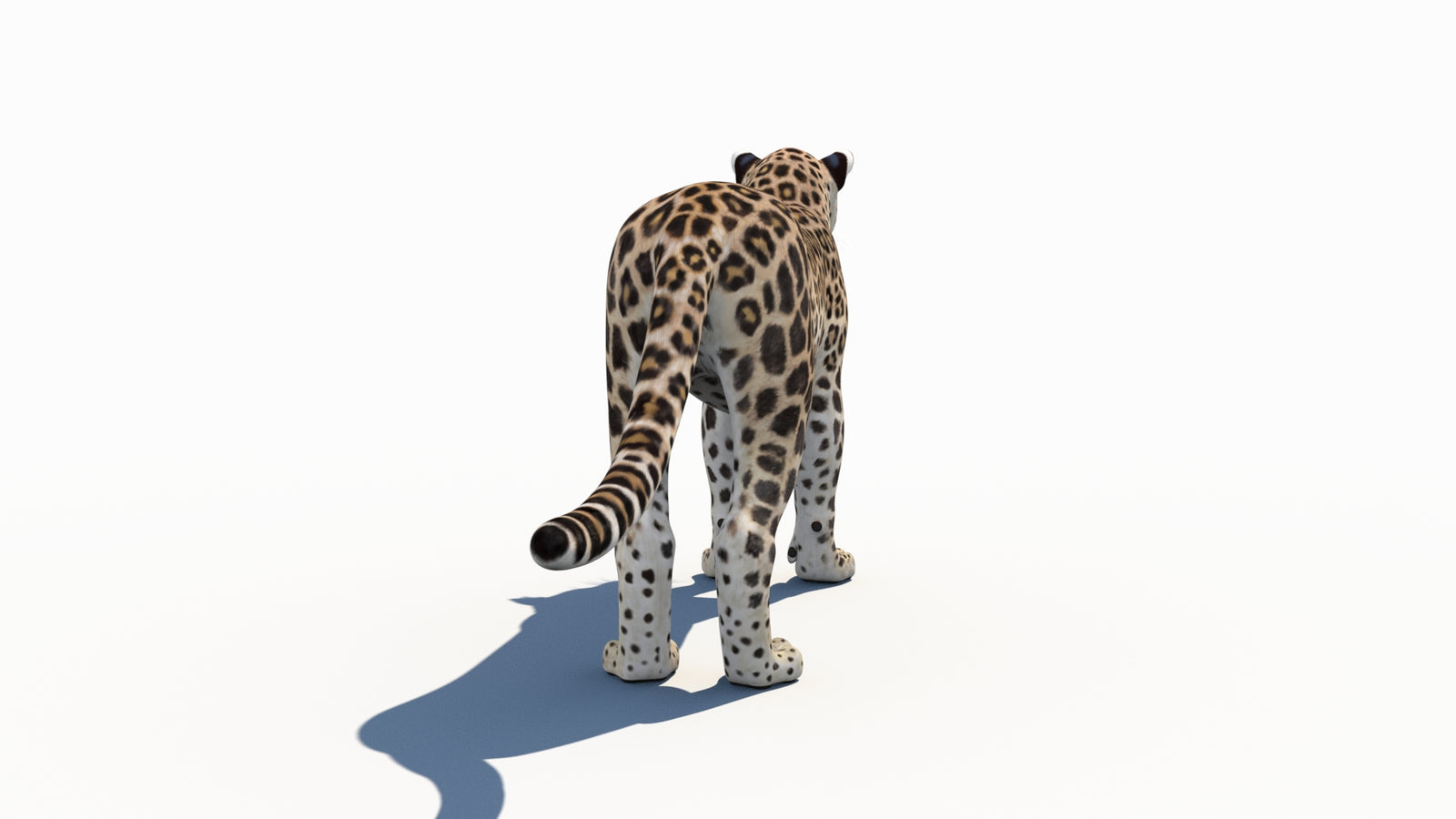 Persian Leopard 3D Model 360° view 1 frame 17