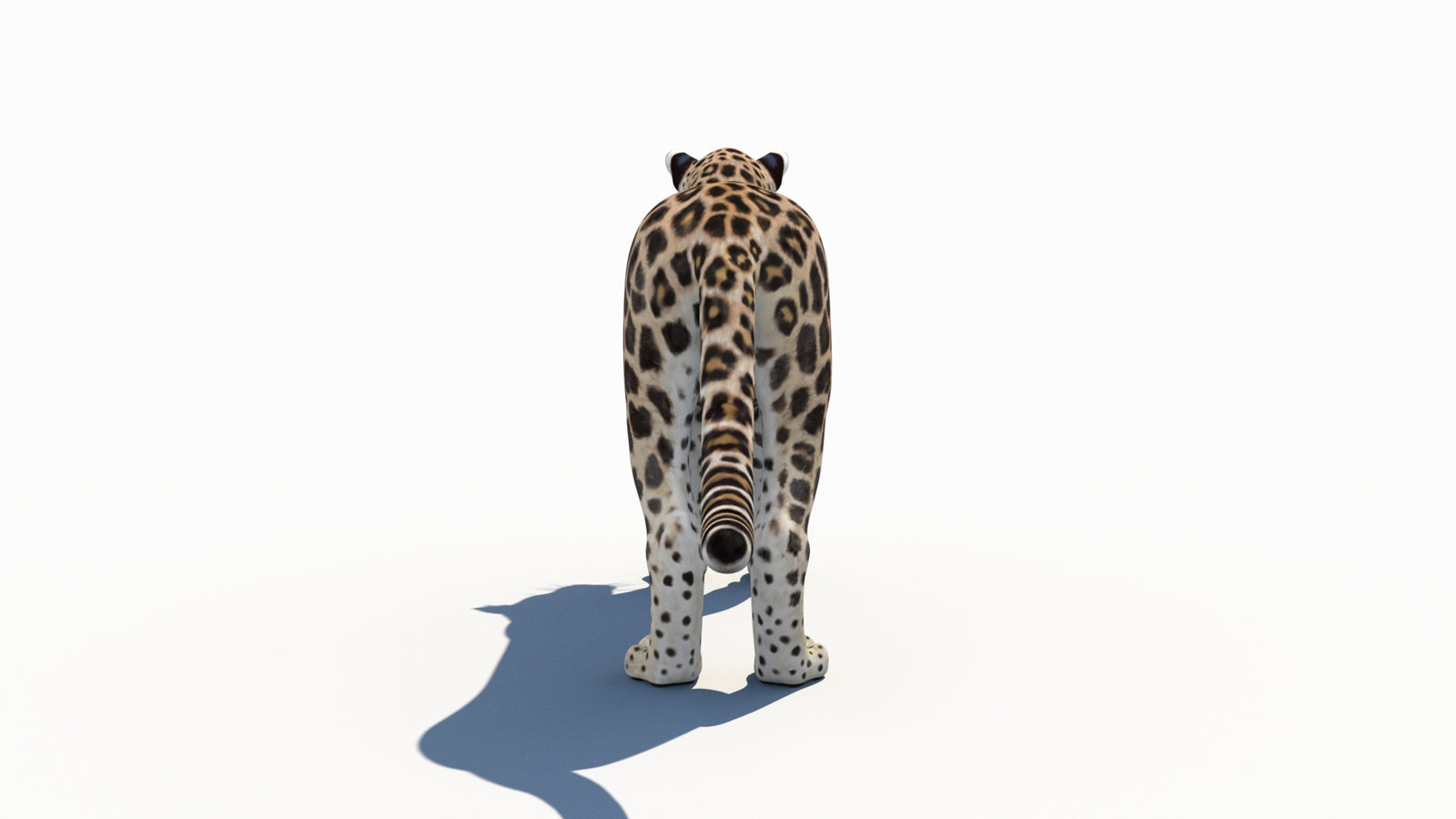 Persian Leopard 3D Model 360° view 1 frame 18