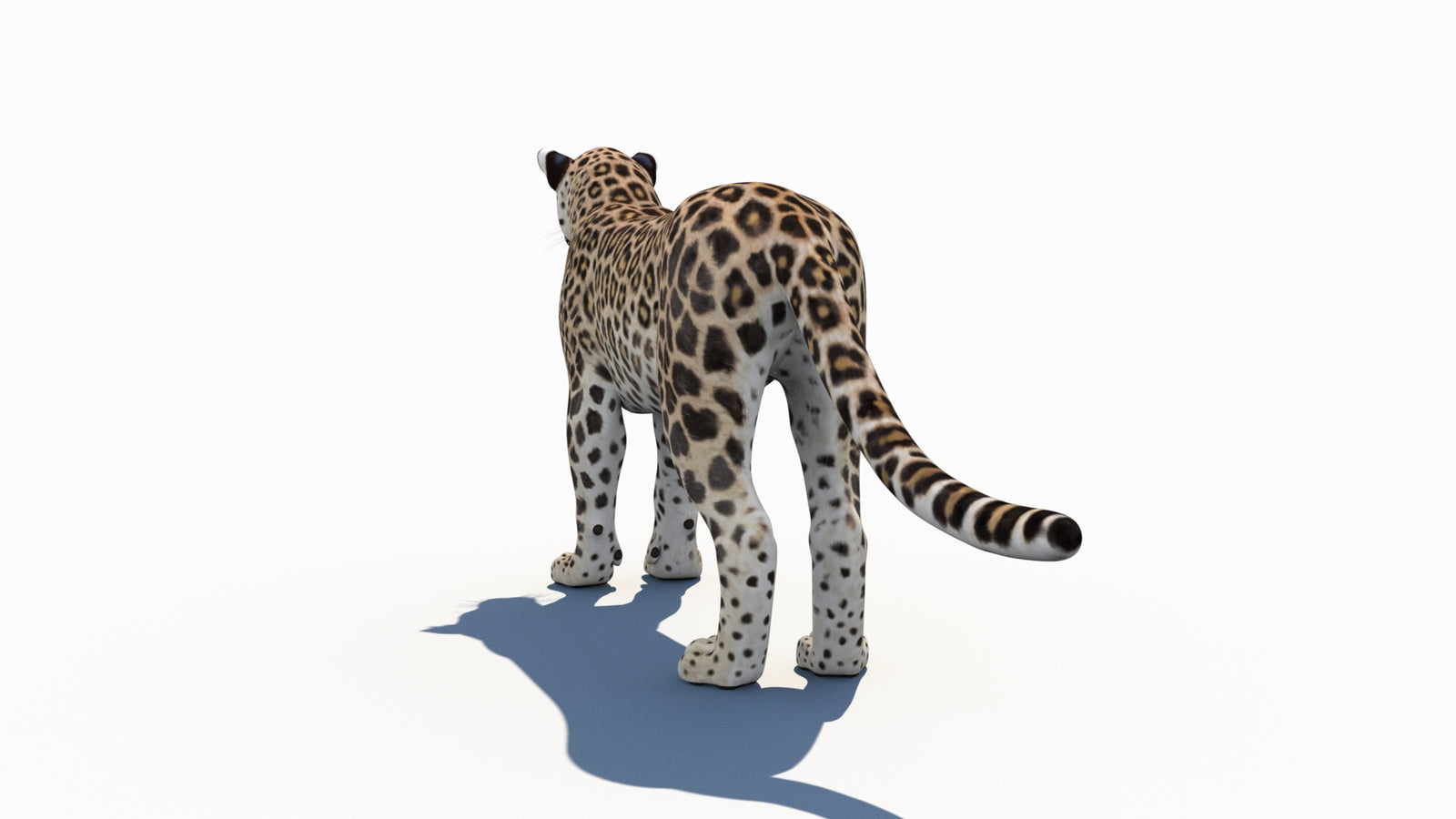 Persian Leopard 3D Model 360° view 1 frame 20