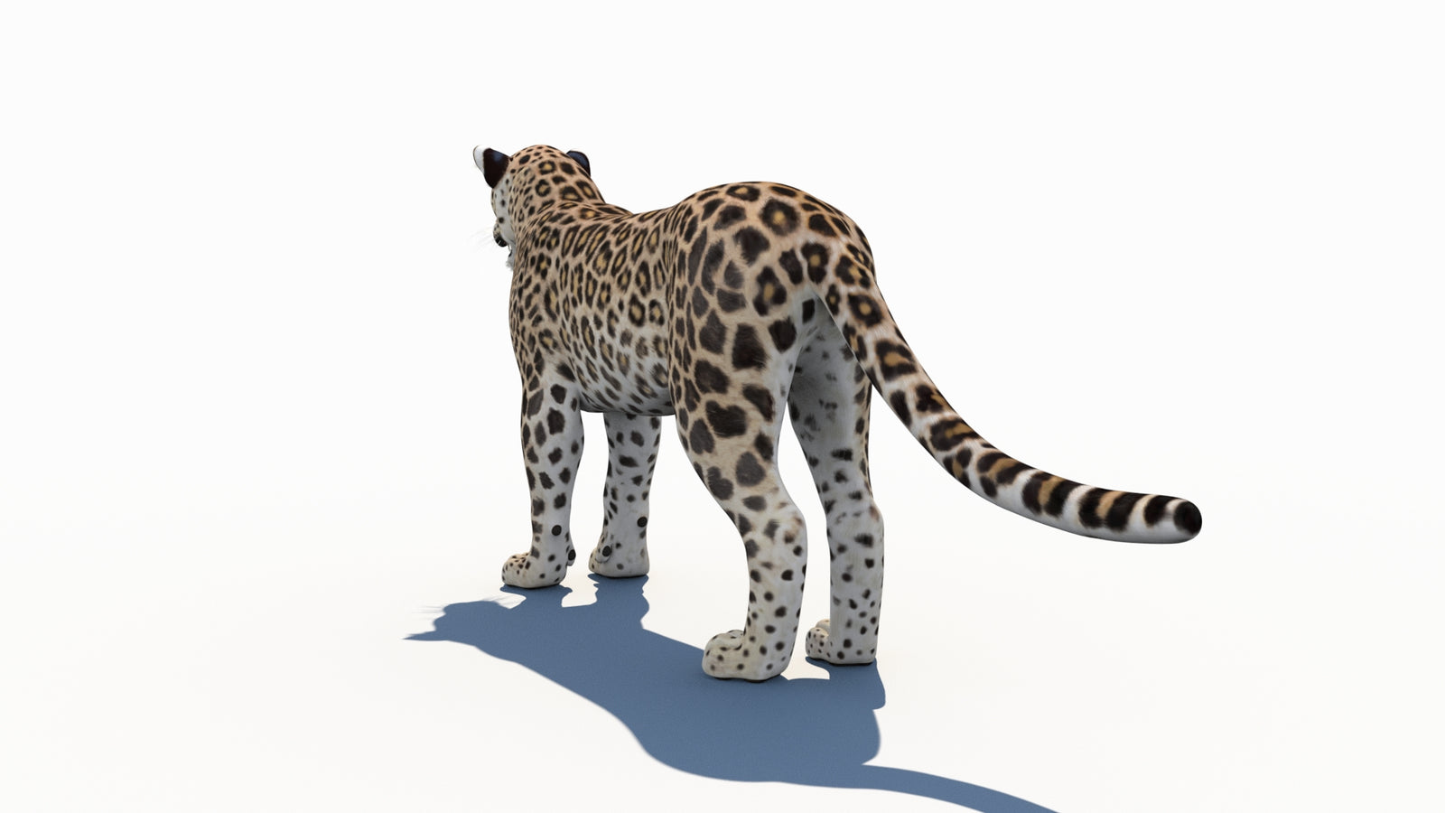 Persian Leopard 3D Model 360° view 1 frame 21