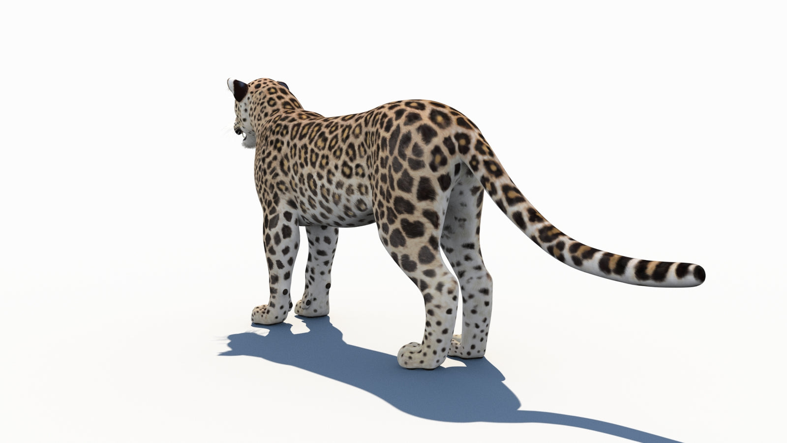 Persian Leopard 3D Model 360° view 1 frame 22