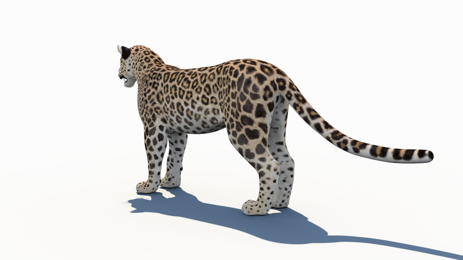 Persian Leopard 3D Model 360° view 1 frame 23