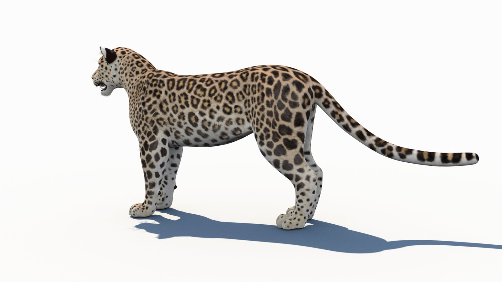 Persian Leopard 3D Model 360° view 1 frame 25