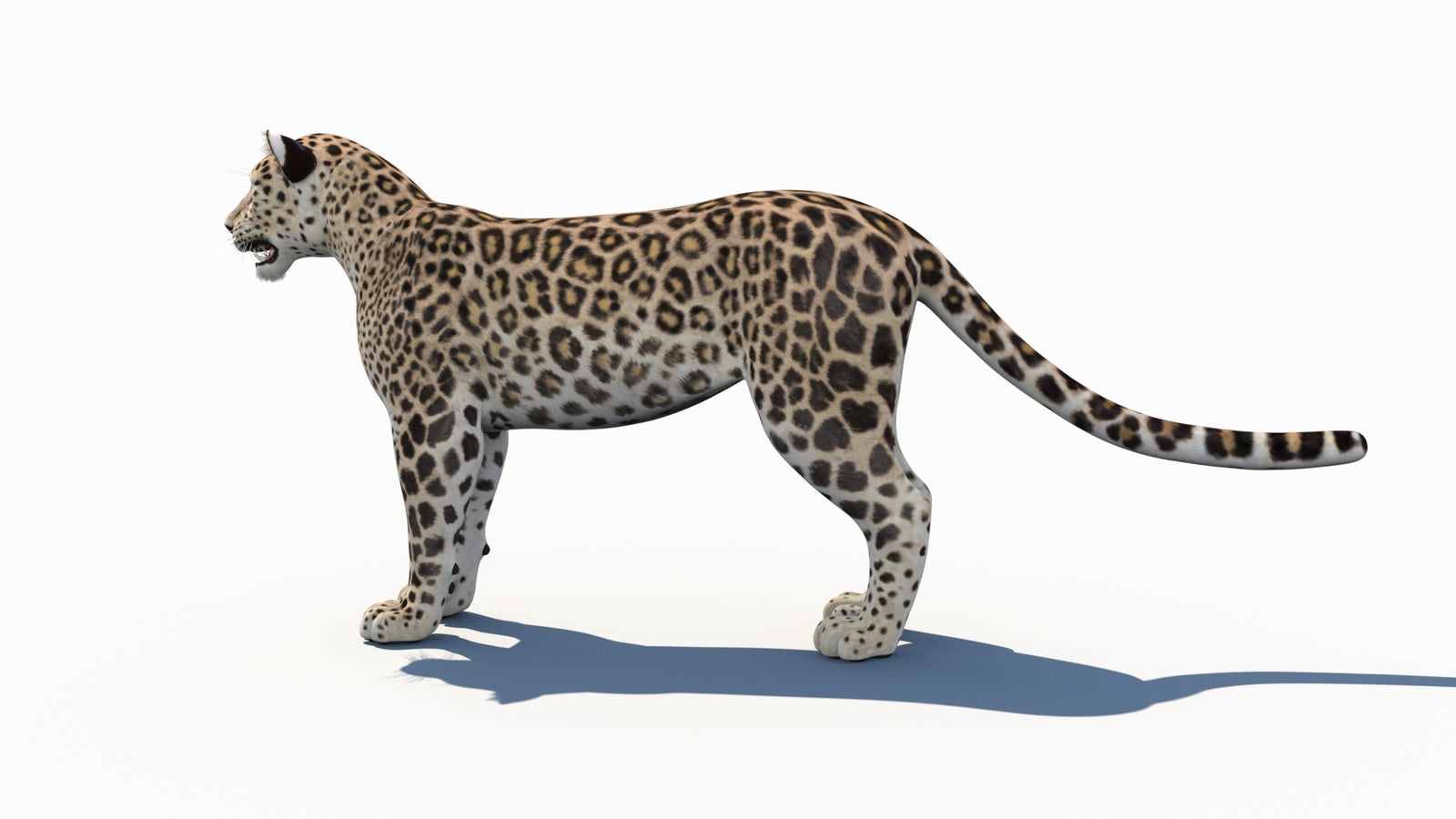 Persian Leopard 3D Model 360° view 1 frame 26