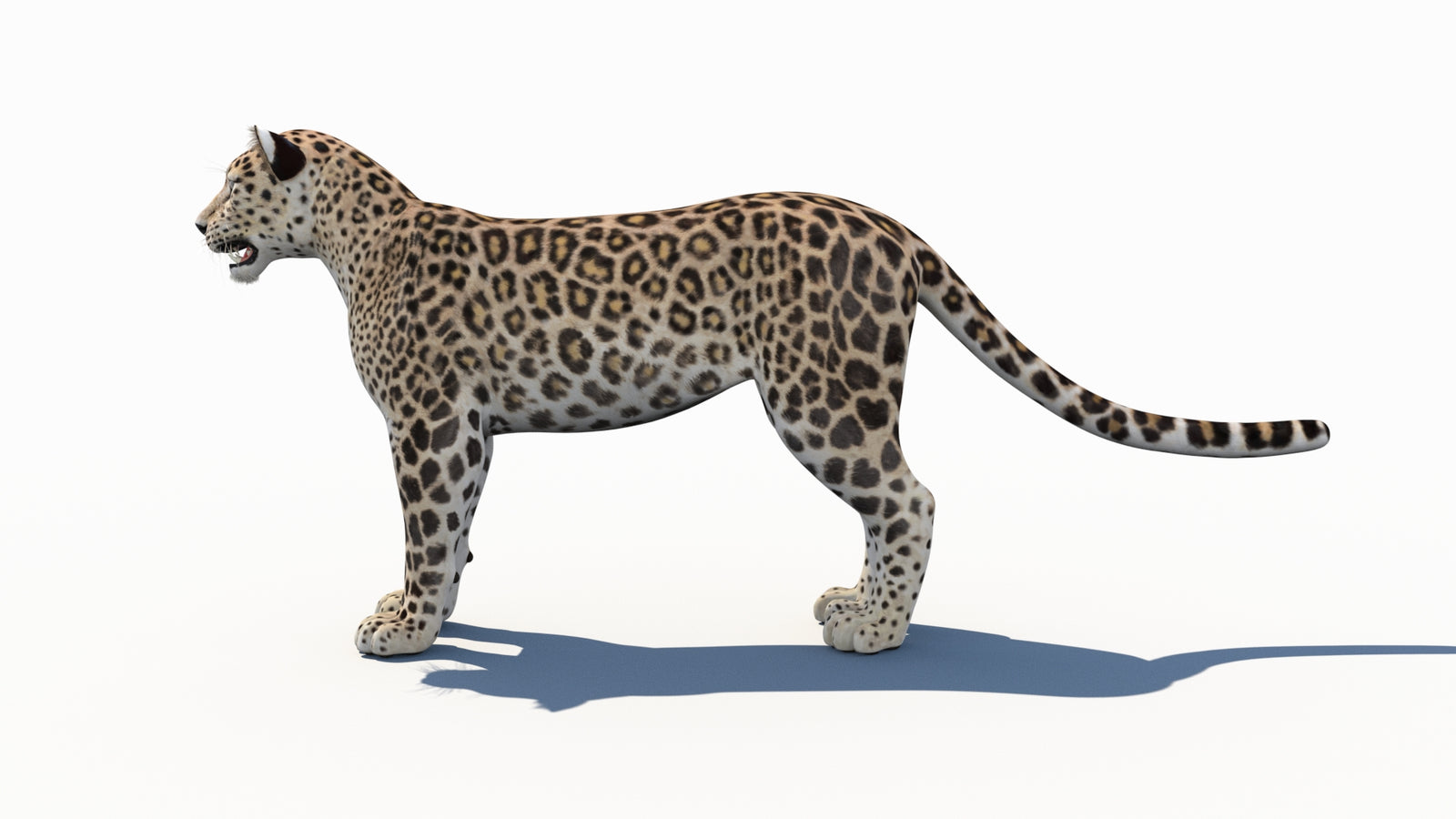 Persian Leopard 3D Model 360° view 1 frame 27