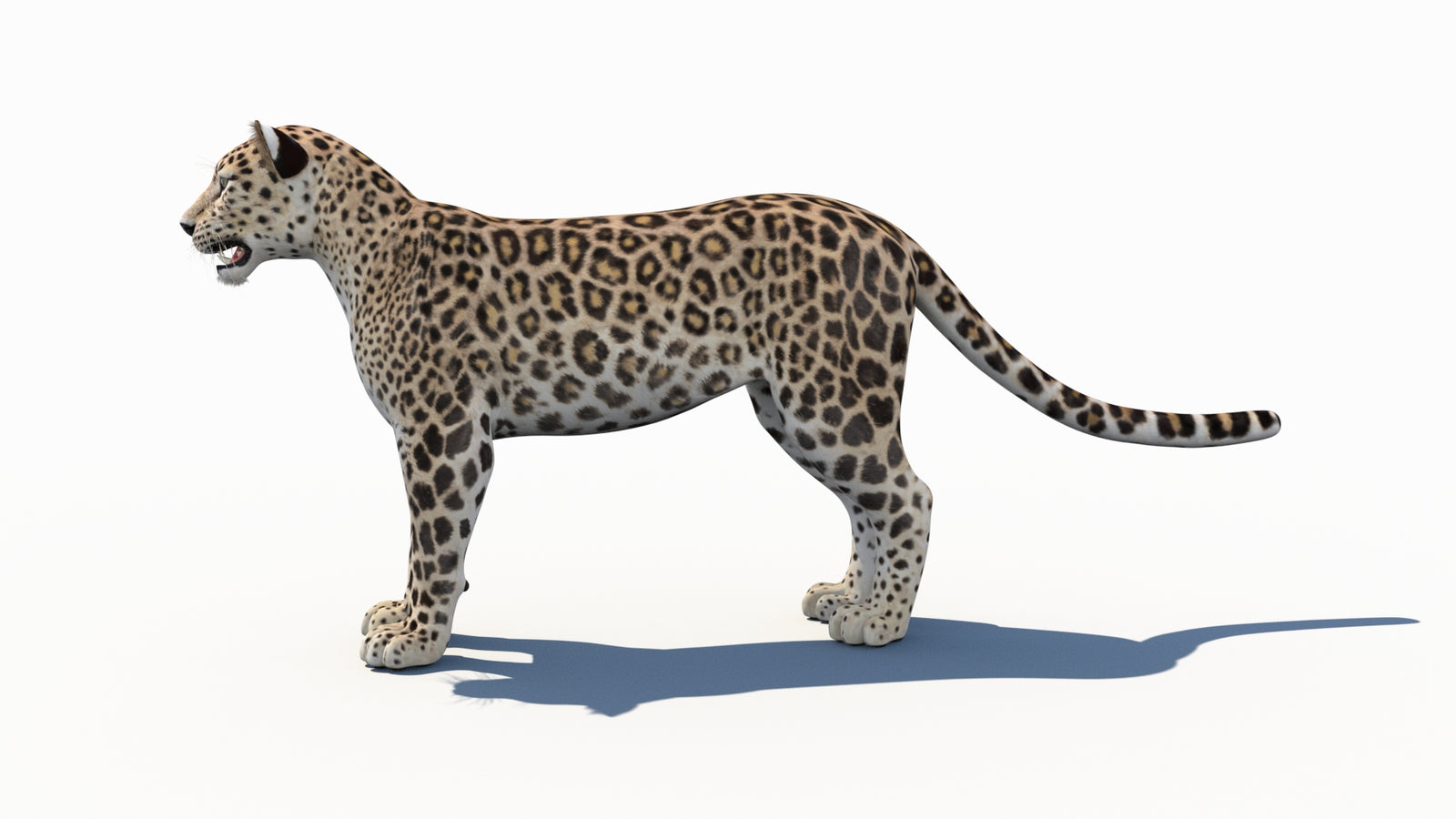 Persian Leopard 3D Model 360° view 1 frame 28