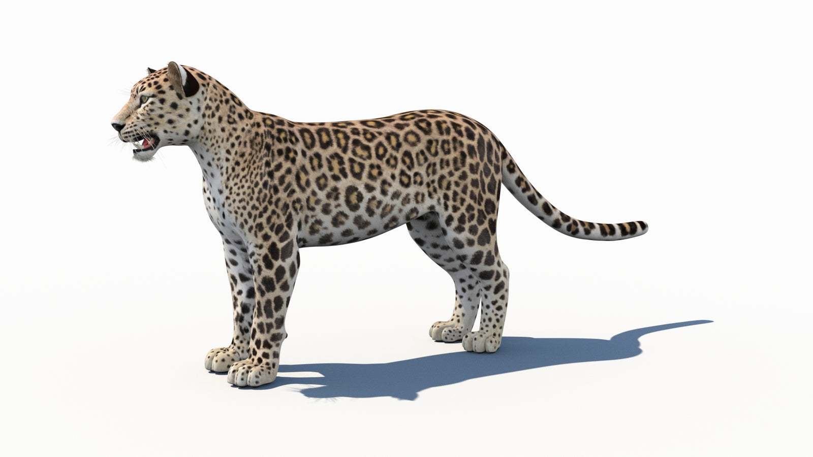 Persian Leopard 3D Model 360° view 1 frame 30
