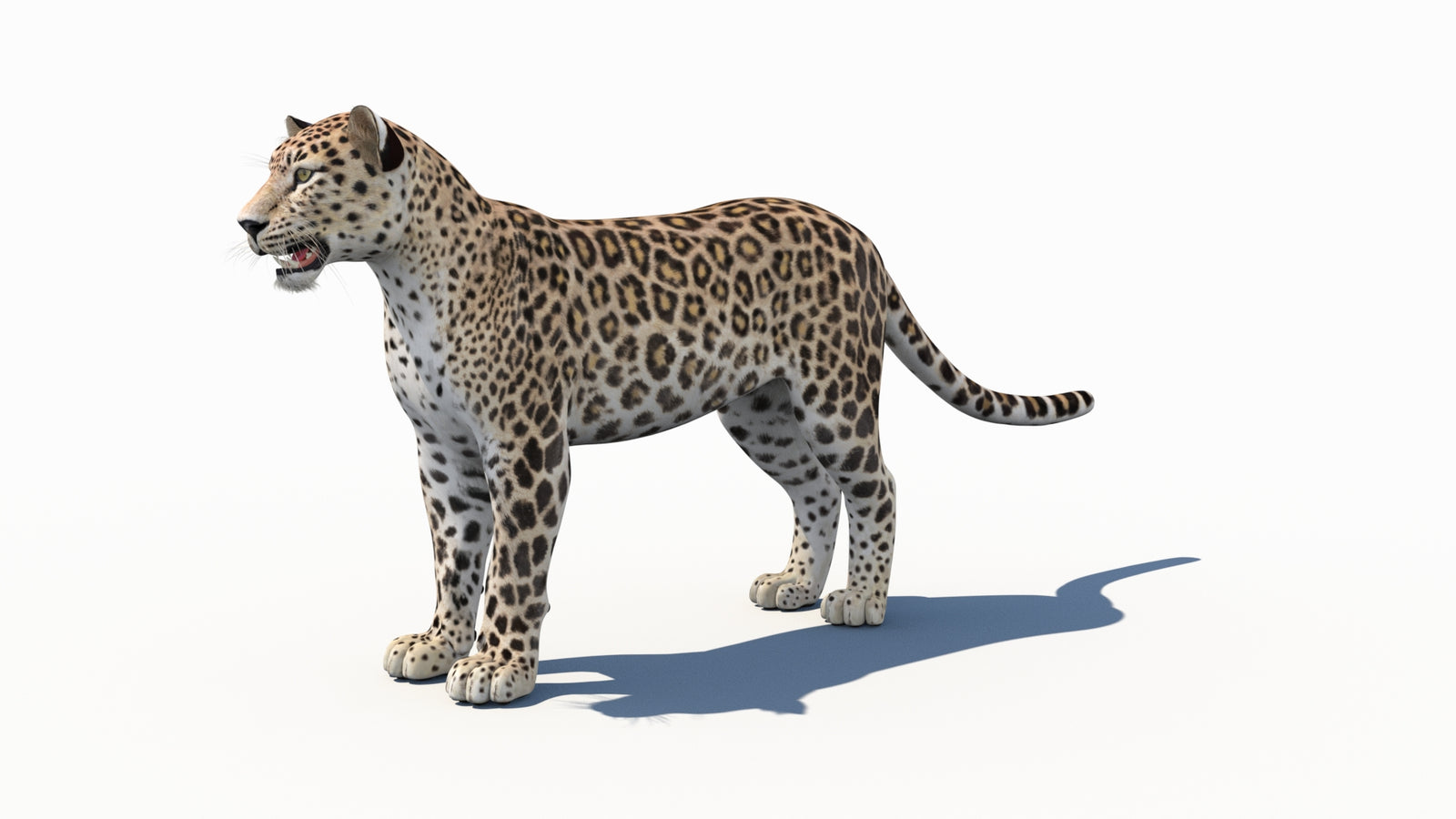 Persian Leopard 3D Model 360° view 1 frame 31