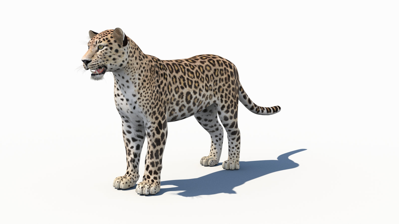 Persian Leopard 3D Model 360° view 1 frame 32