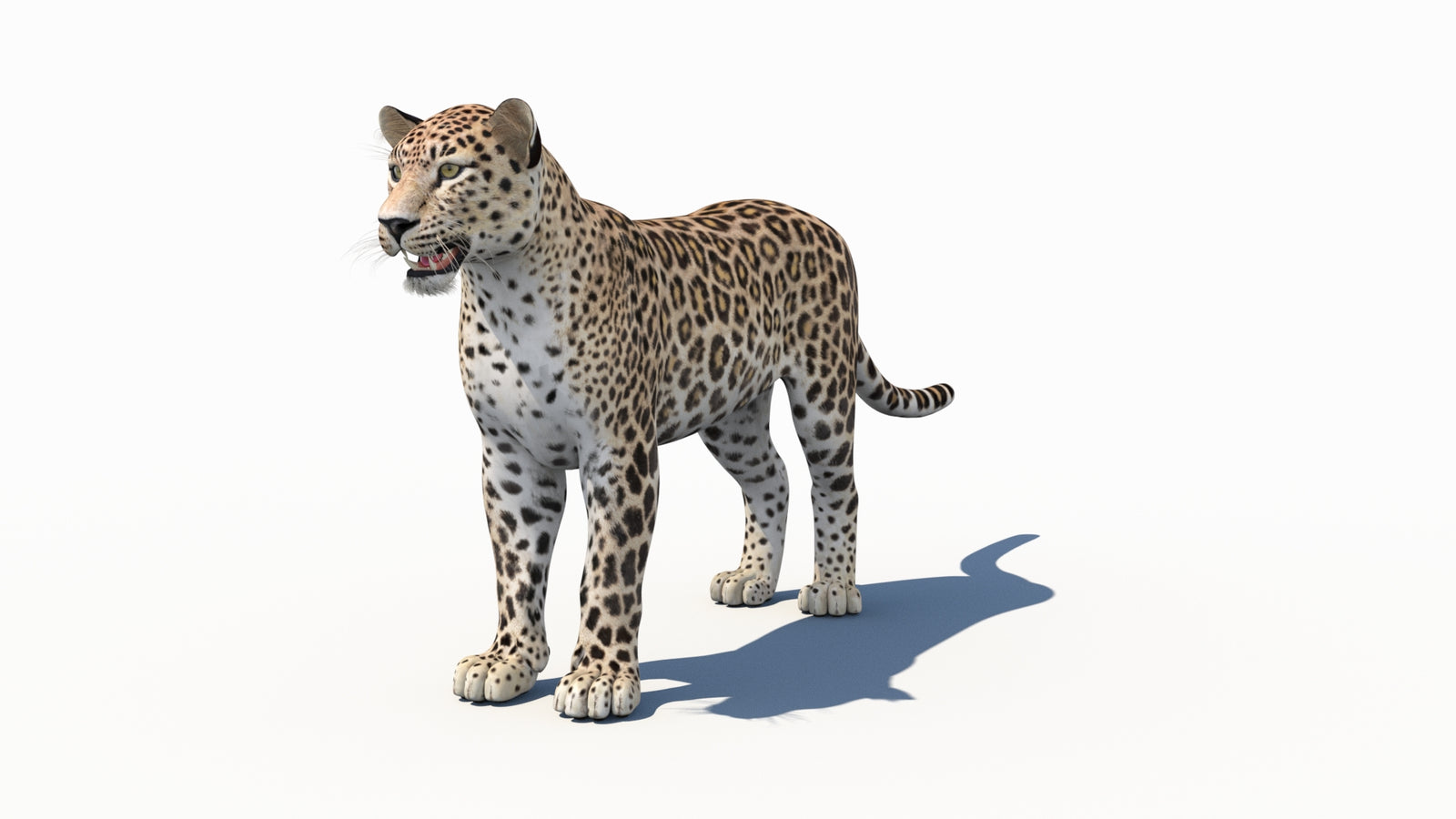 Persian Leopard 3D Model 360° view 1 frame 33