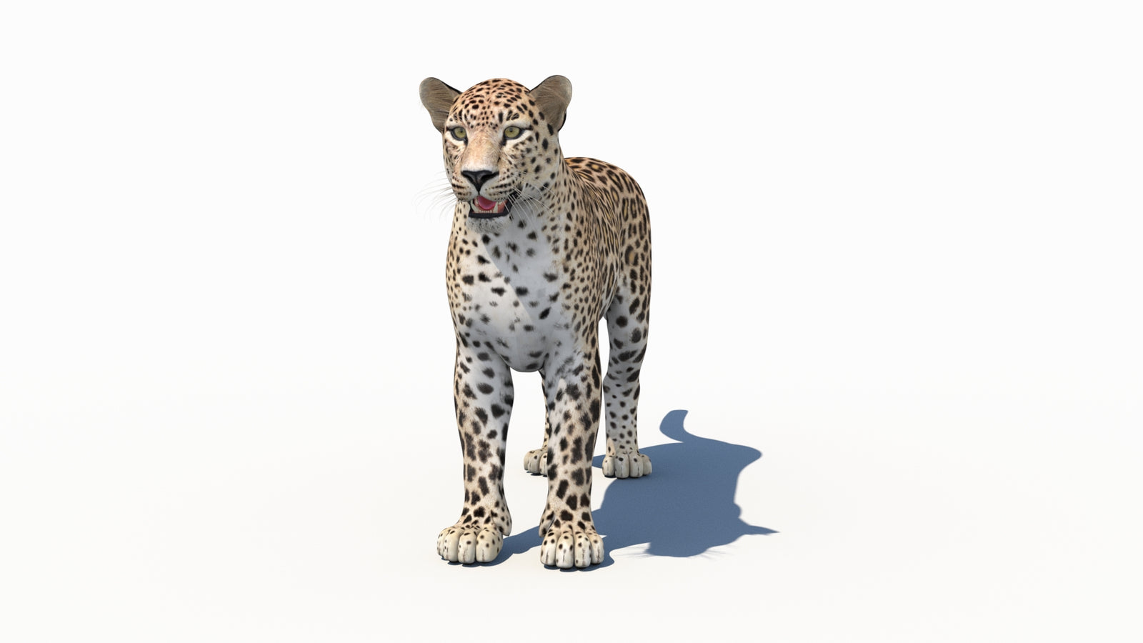 Persian Leopard 3D Model 360° view 1 frame 35