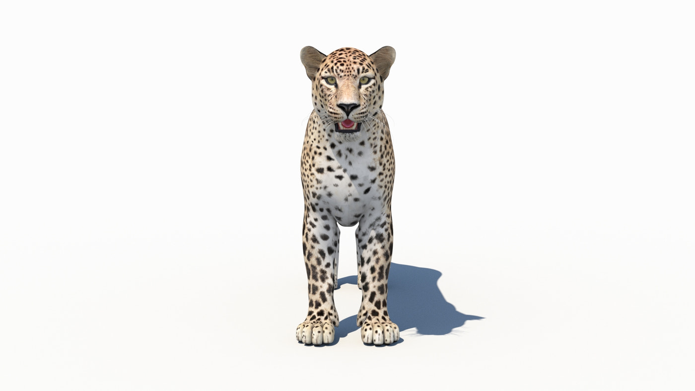 Persian Leopard 3D Model - 360 Degree View