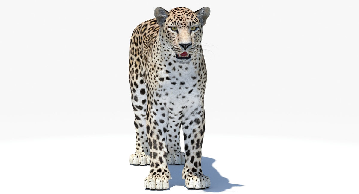 Realistic Persian Leopard 3D Model for Download