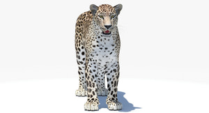Realistic Persian Leopard 3D Model for Download Thumbnail