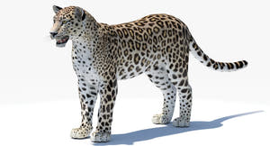 Realistic Persian Leopard 3D Model for Download Thumbnail