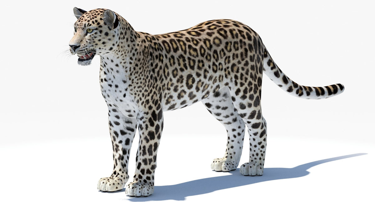 Realistic Persian Leopard 3D Model for Download