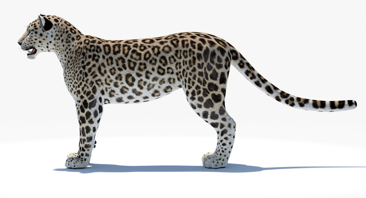 Realistic Persian Leopard 3D Model for Download