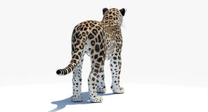 Realistic Persian Leopard 3D Model for Download Thumbnail