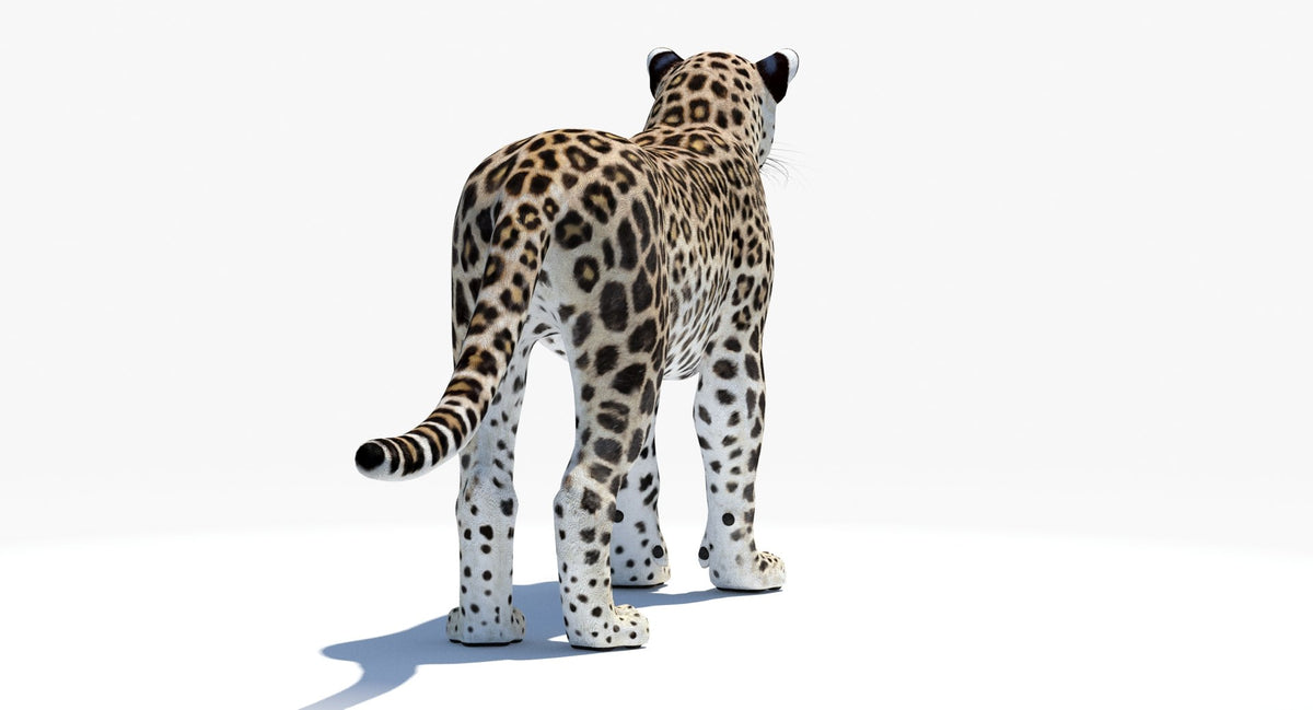Realistic Persian Leopard 3D Model for Download