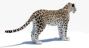 Realistic Persian Leopard 3D Model for Download Thumbnail