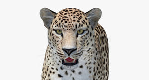 Realistic Persian Leopard 3D Model Head Close Up Look 3ds max Arnold Thumbnail