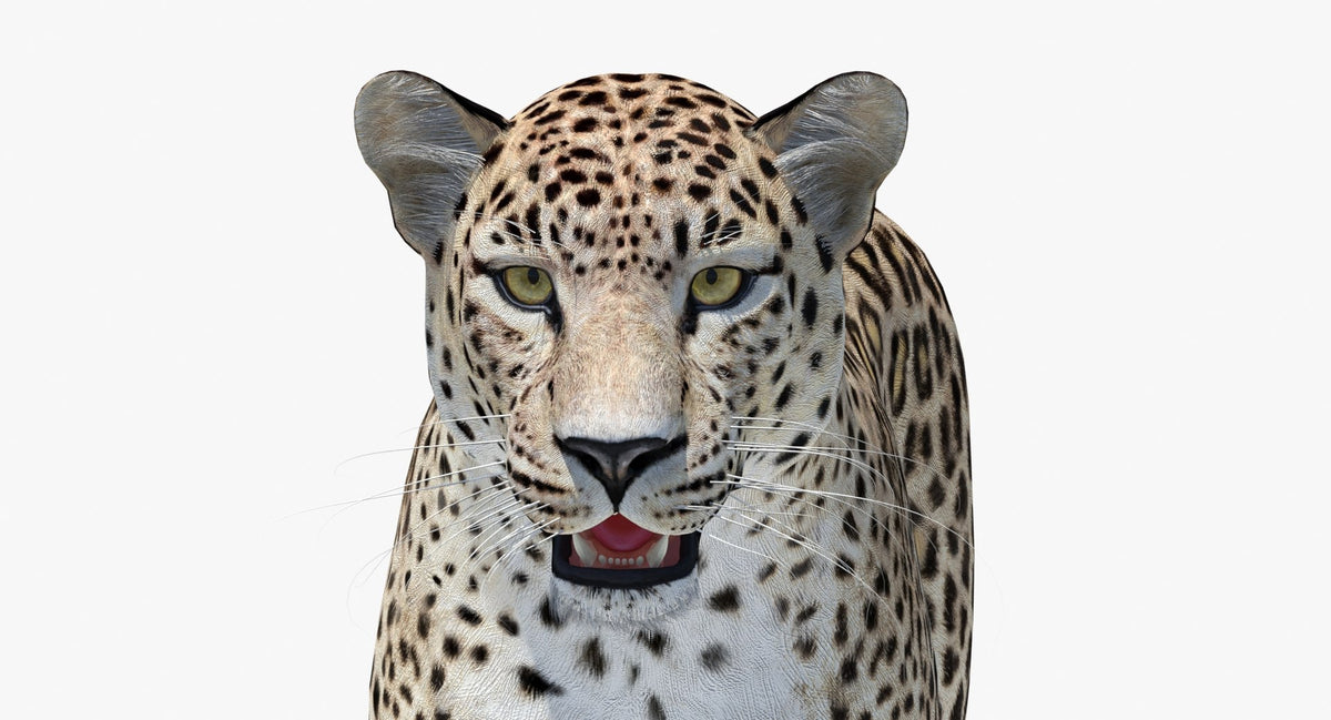 Realistic Persian Leopard 3D Model Head Close Up Look 3ds max Arnold