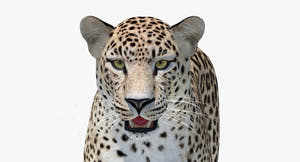Realistic Persian Leopard 3D Model Head Close Up Thumbnail