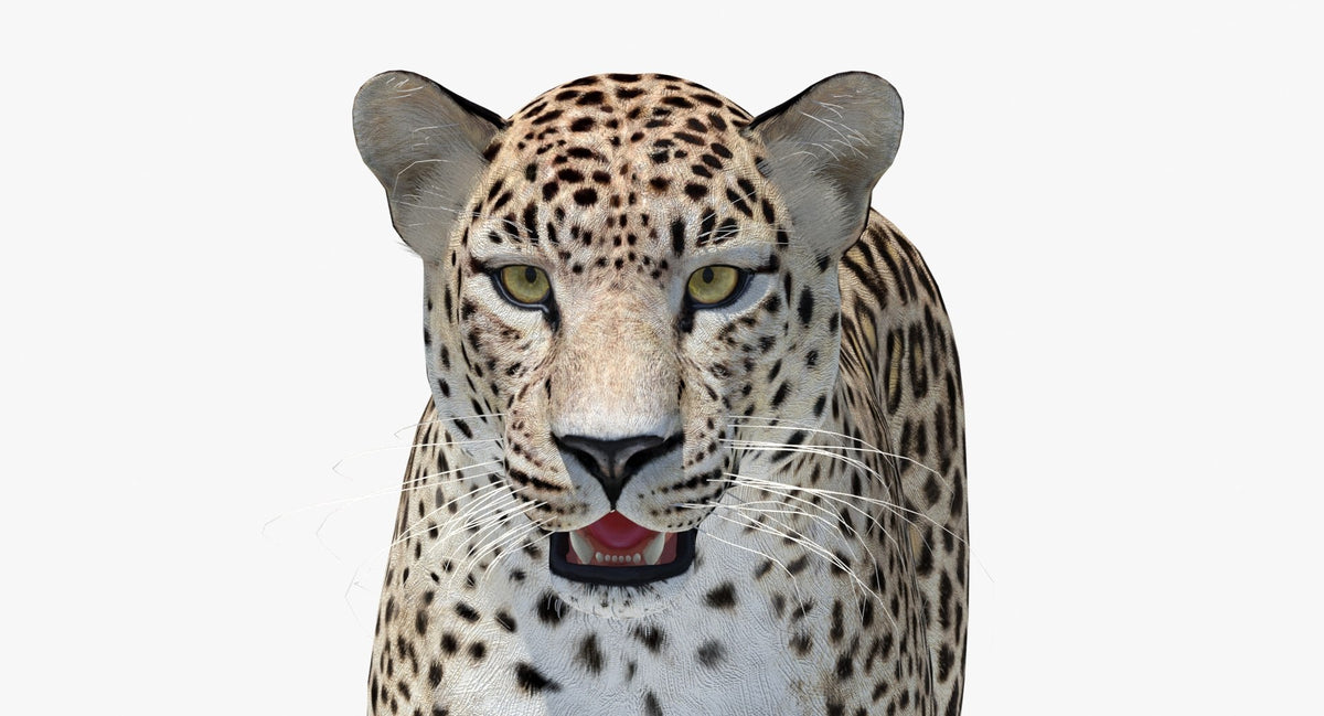 Realistic Persian Leopard 3D Model Head Close Up