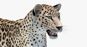 Realistic Persian Leopard 3D Model Head Close Up Thumbnail